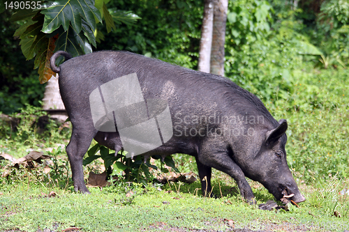 Image of Black pig