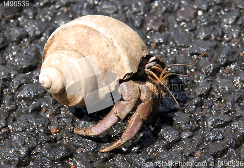 Image of Snail