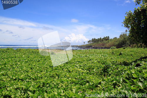 Image of Green coast