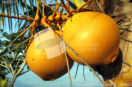 Image of Coconut