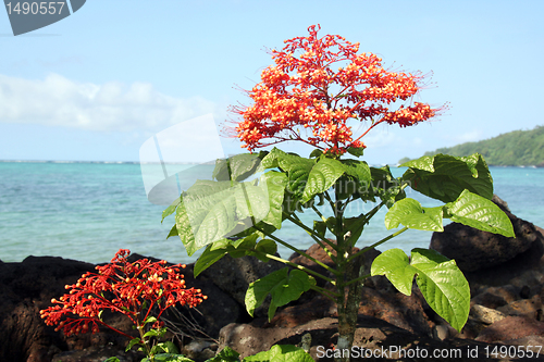 Image of Flower on the beach