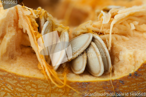 Image of Seeds inside the pumpkin