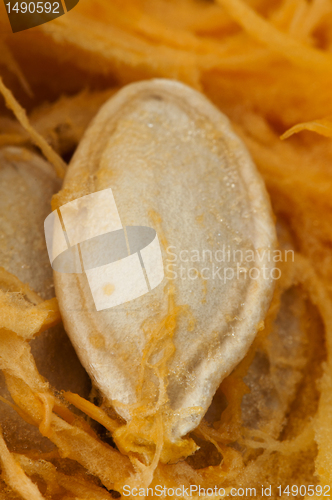 Image of Seeds inside the pumpkin