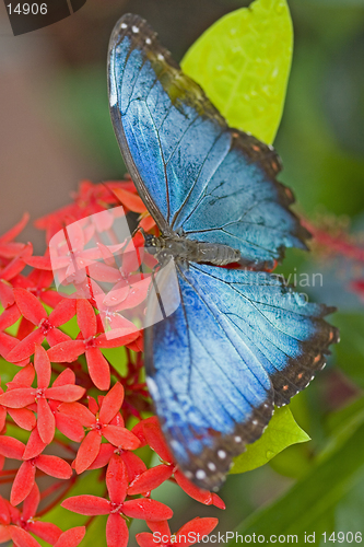 Image of Butterfly