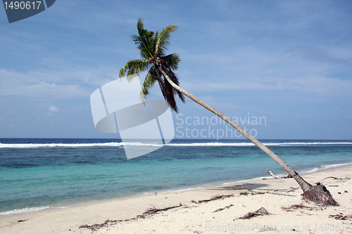 Image of Palm trre on the beach