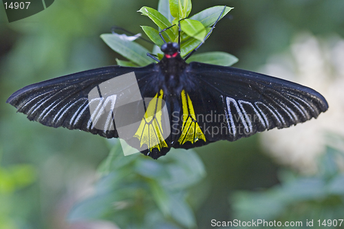 Image of Butterfly