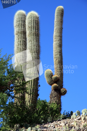 Image of Cactus