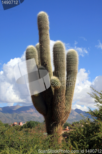 Image of Cactus