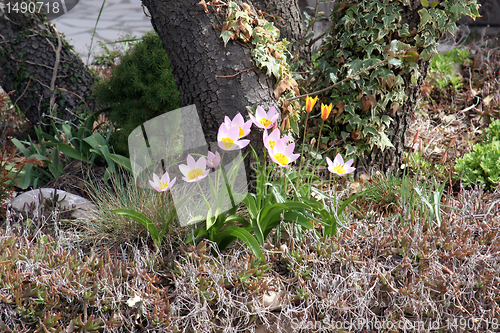 Image of Flowers