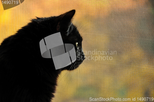 Image of the black cat looking