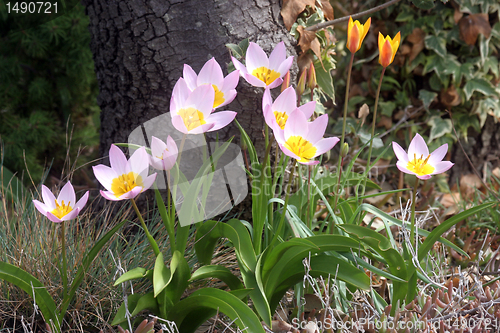 Image of Flowers