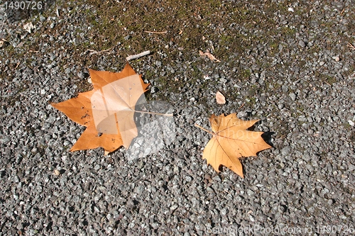 Image of Autumn leaves