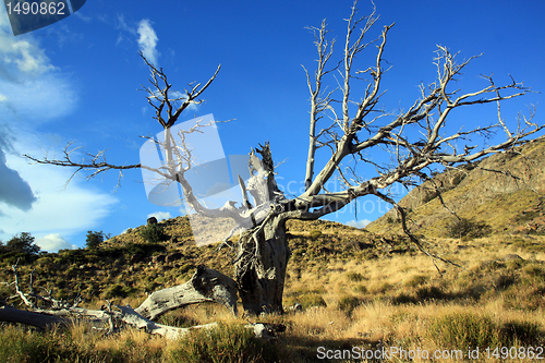 Image of Dry tree