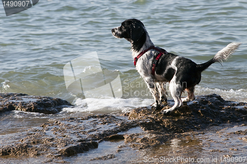 Image of nasser Hund