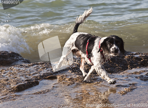 Image of nasser Hund