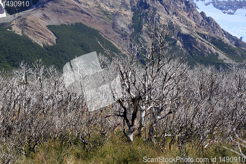 Image of Dry trees