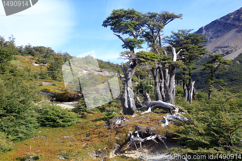Image of Trees
