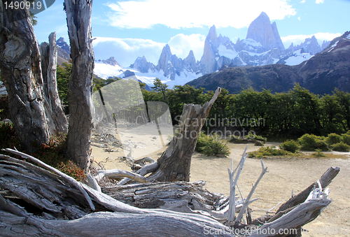 Image of Enchanted forest