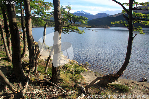 Image of Forest and lake