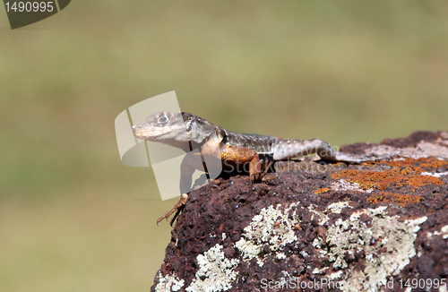 Image of Lizard