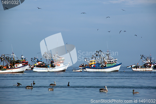 Image of Pelicans and fishing boats 