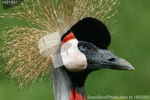 Image of Crown bird