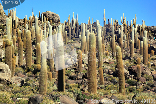 Image of Cactuses