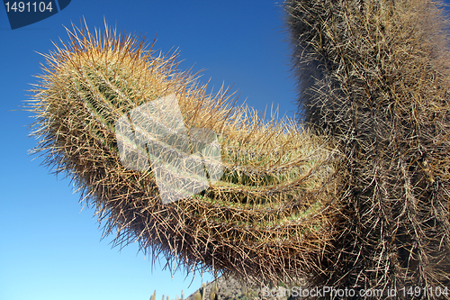 Image of Cactus