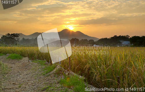 Image of Golden sunset over farm field 