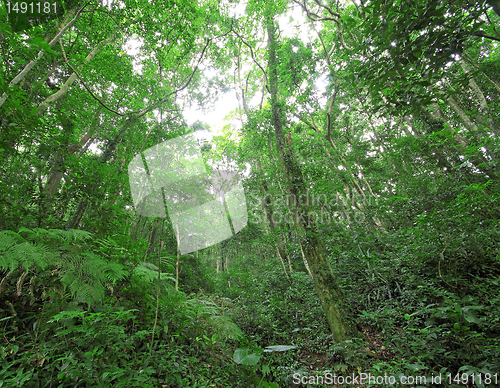 Image of tree forest during spring 