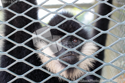 Image of Close-up of a Hooded Capuchin Monkey contemplating life behind b