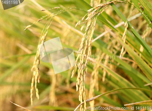 Image of spike in thai farm rice near sunset
