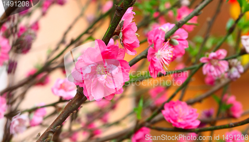 Image of Plum Blossom 