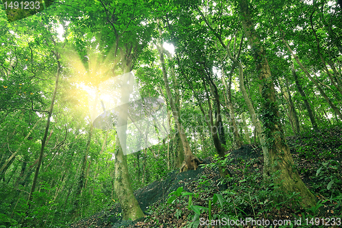 Image of Trees in the forest