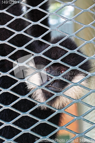 Image of Close-up of a Hooded Capuchin Monkey contemplating life behind b