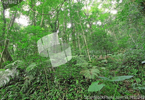 Image of tree forest during spring 