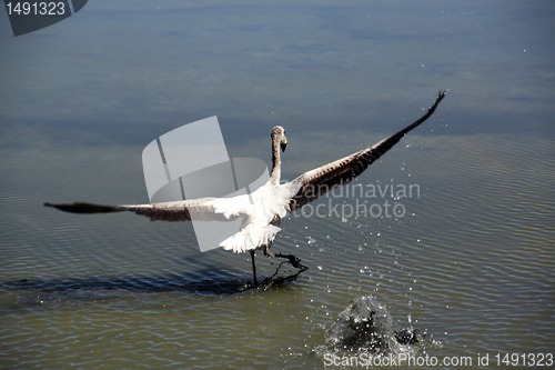 Image of Flamingo