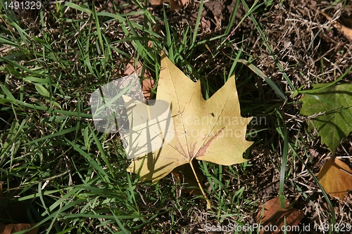 Image of Autumn leaf