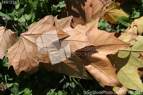 Image of Autumn leaves