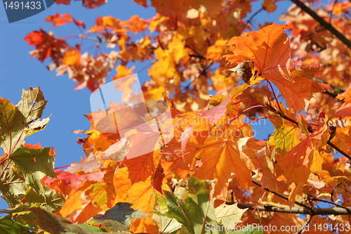 Image of autumn leafes