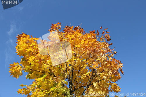 Image of autumn leafes