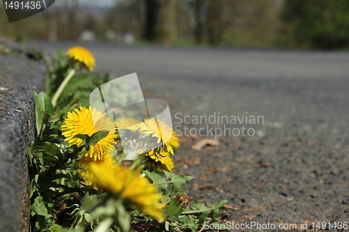 Image of dandelion flowers at the street