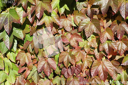 Image of ivy texture