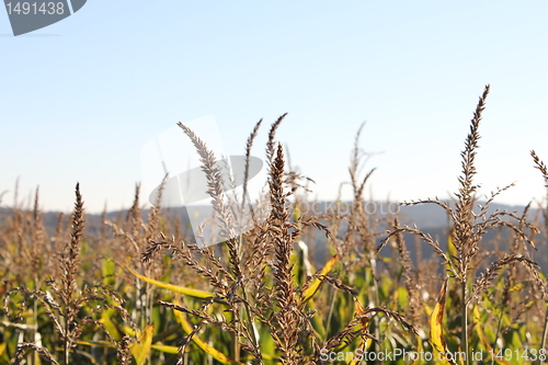 Image of wheat field