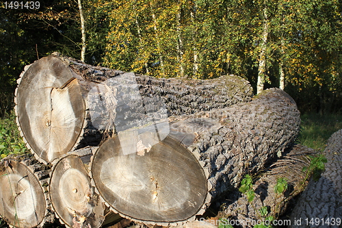 Image of oak logs