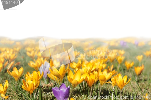 Image of spring flower meadow