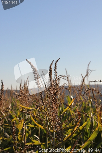 Image of wheat field