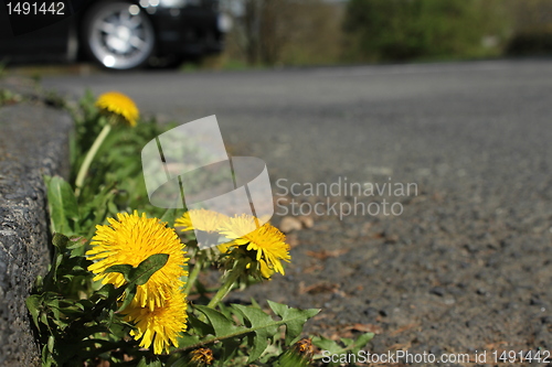 Image of dandelion flowers at the street