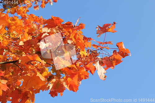 Image of autumn leafes