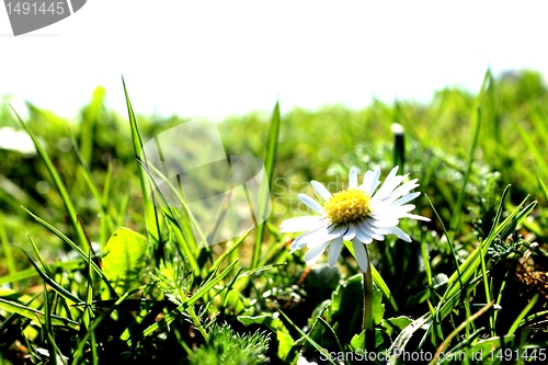 Image of daisy flower background